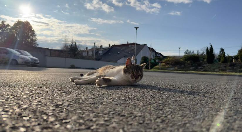 Így él Flórián, a kőszegi tűzoltók cicája