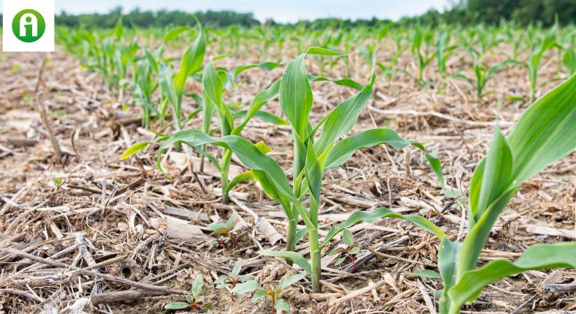 Figyelem! Változás a no-till esetén alkalmazható növényvédő szereknél