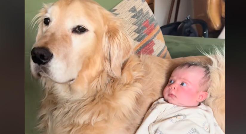 Készen áll a halloweenre a golden retriever és a baba: milliók nevetnek, hogy ez mit jelent - Videó