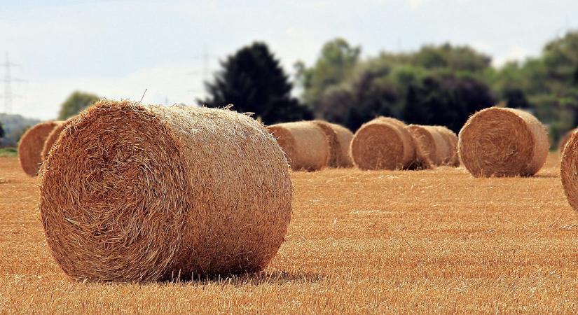 Szalma a sertésistállóban: áldás és néha bizony átok is