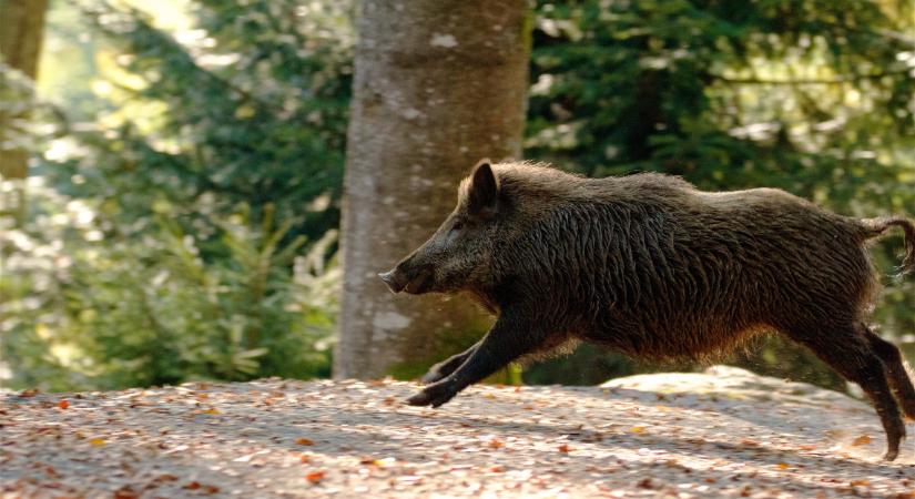 Durva vadbaleset történt Szombathelynél: mázsás vaddisznó ugrott az autó elé