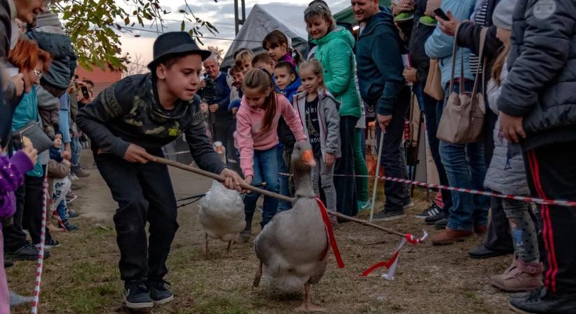 Márton nap a Rókus pincéknél 2024 Dunaföldvár