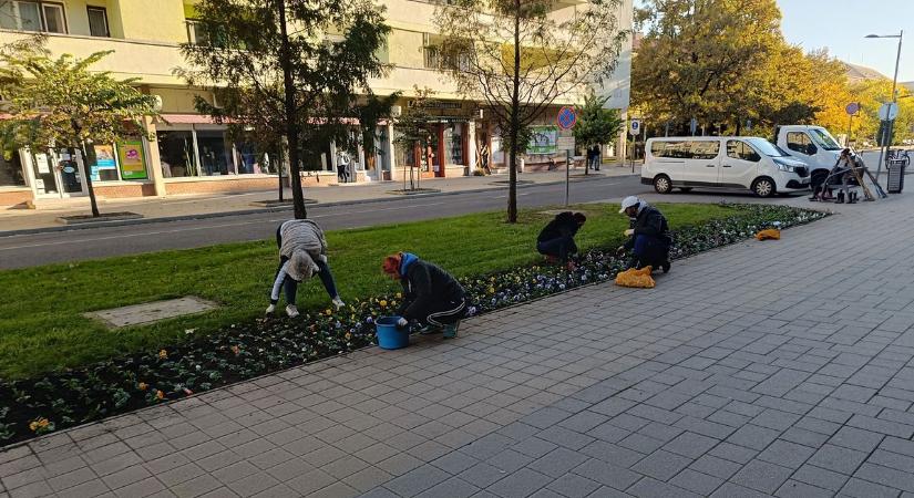 Az őszi virágültetés tavaszra szépíti meg Szolnok közterületeit