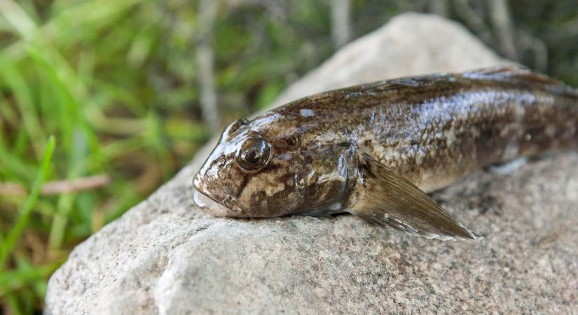 Olyan idegenhonos halat fogtak a Tisza-tóból, amilyet eddig soha