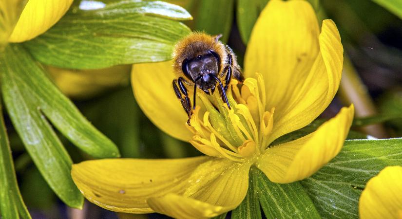 Flavonoid-dopping védheti a méhek idegrendszerét a növényvédőszerekkel szemben