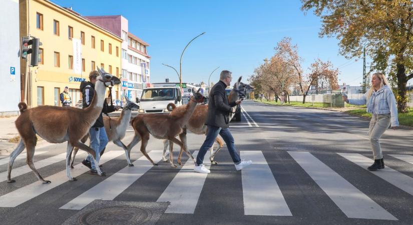 Cirkuszi állatok lepték el az utat Miskolcon - képek, videó