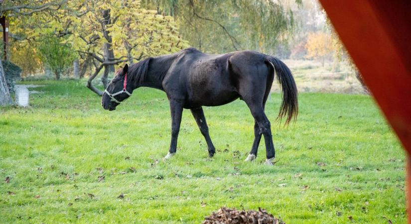 Élet az árvíz után: videón a Duna pusztítása a Dunaalmási Lovardában