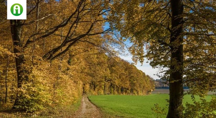 Mikor minősül a fával borított terület erdőnek?