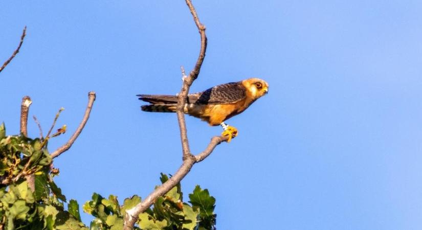 Világrekord a Körös-Maros Nemzeti Parkban