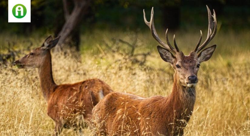 Vadgazdálkodási főmunkatársat keres az Országos Magyar Vadászkamara Központi Szervezete