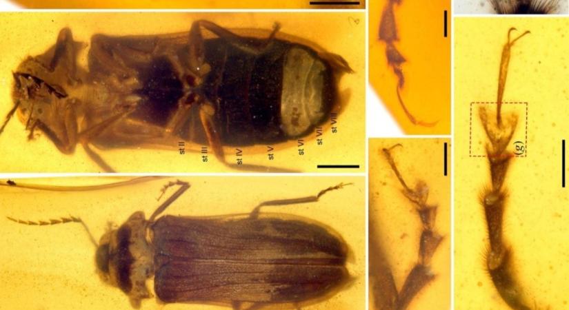 Ősi szentjánosbogarat őriz ez a 99 millió éves borostyán