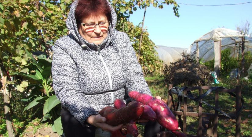 Bőven termett idén a batáta a Homokhátságon