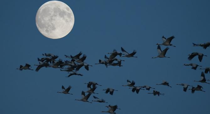 Holdfényben szálltak fel a darvak a Hortobágyon