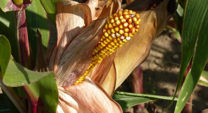 Aflatoxin terheléstől mentes kukoricát termesztett a Nébih