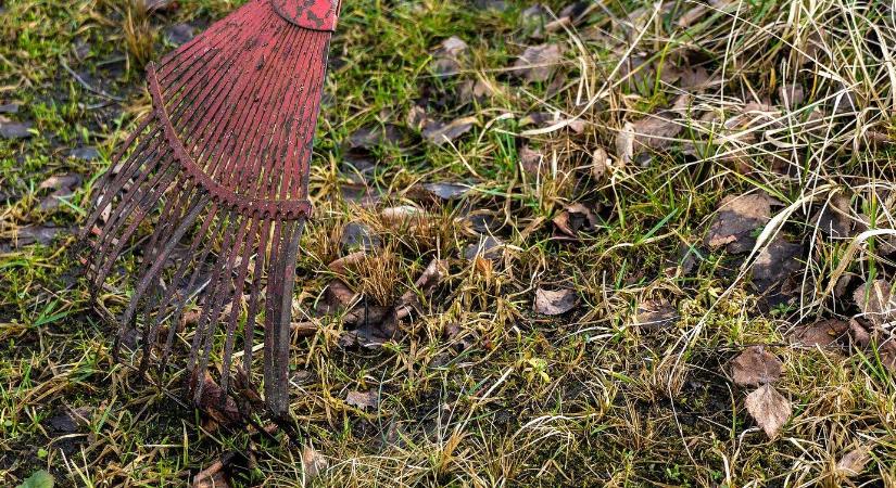 Itt az ideje a gyepszellőztetésnek – Kertészeti növényvédelmi előrejelzés