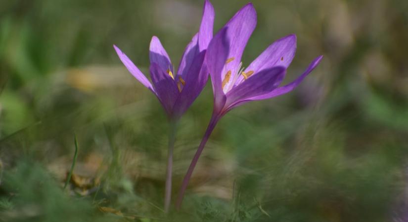 Nap képe: virágzó homoki kikerics