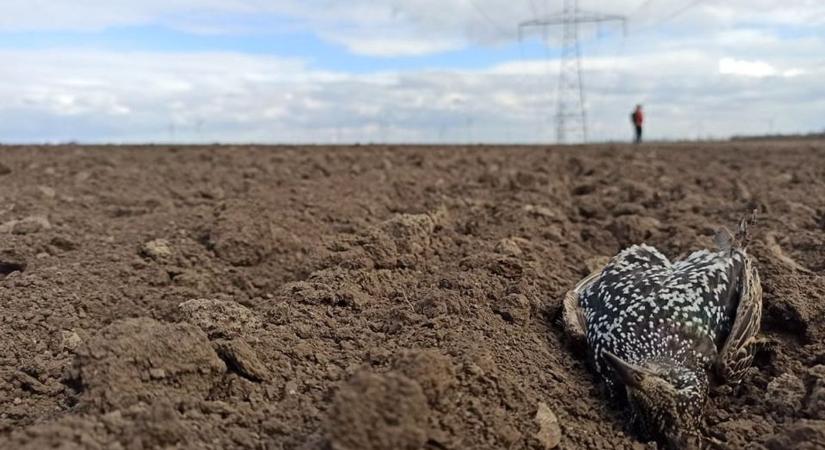 Madarak veszélyben – Hétféle madáreltérítőt tesztelnek