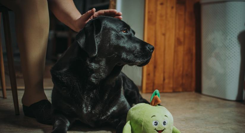 Megrokkant Dolly, a vakvezető kutya - összefogtak a megmentésére