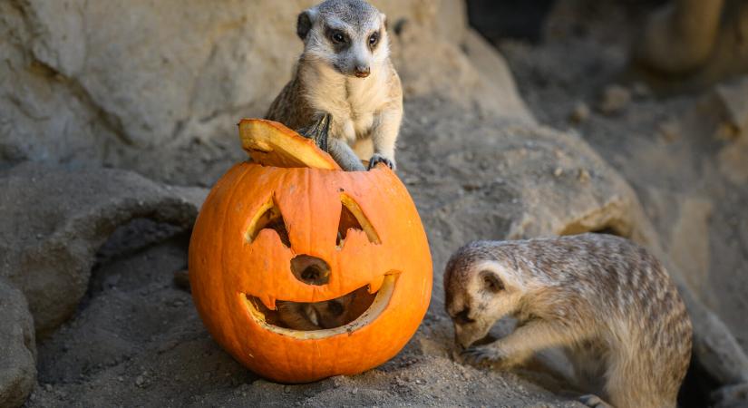 Halloweeni programok a reflektorvényben, bortriatlon és rakpartbúcsúztató – Hétvégi programajánló