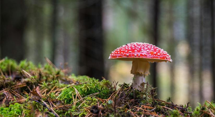 Sok a veszélyes gomba, tízszeresére nőtt a mérgezések száma