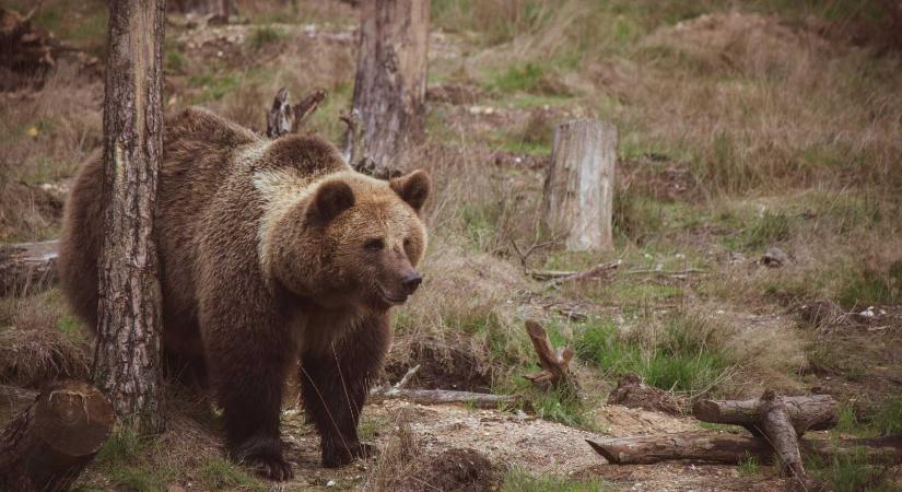 Medvét ütött el egy teherautó a Bolibarlang közelében