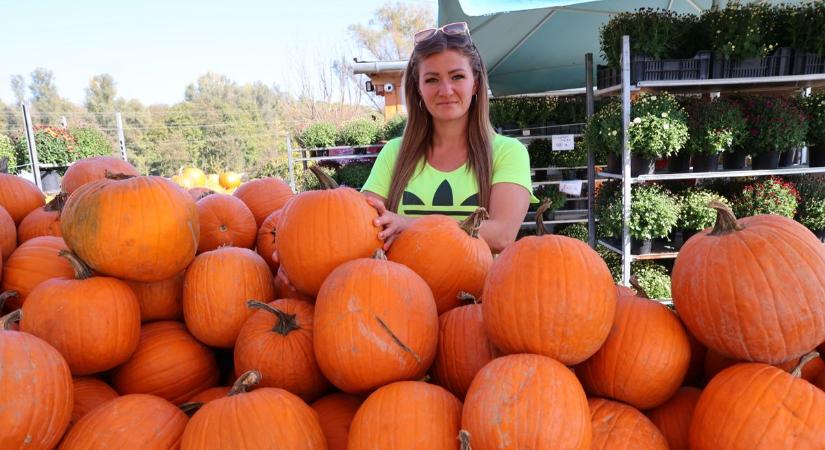 Halloween, Márton-nap: tökdömping van és lesz is az árusoknál