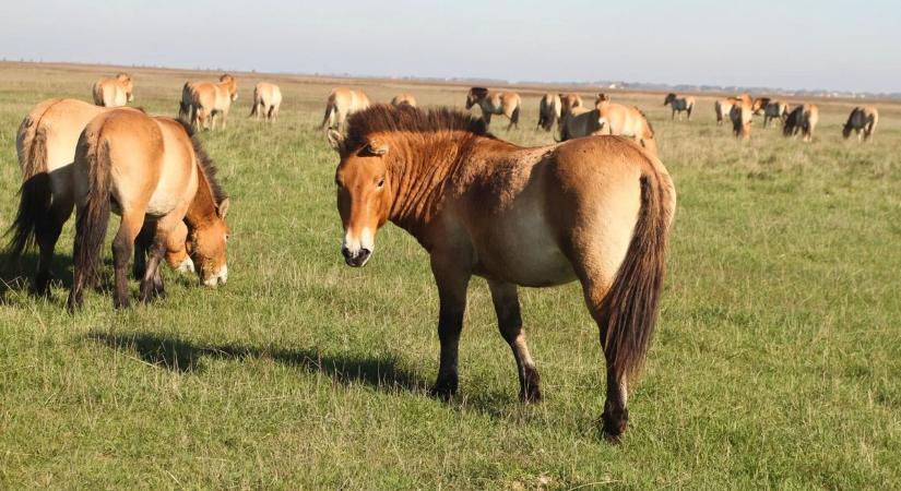 Vadlovak érkeztek Hortobágyról az Őrségbe