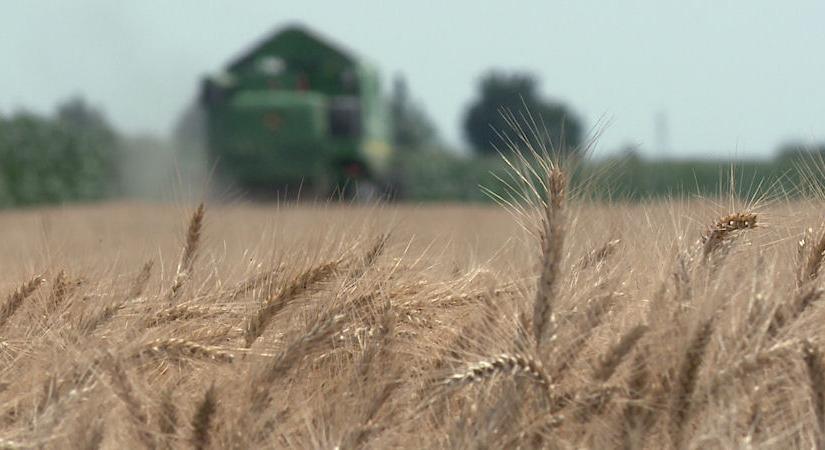 Kellően nedves a talaj, ideálisan fejlődhet a repce és az őszi kalászosok