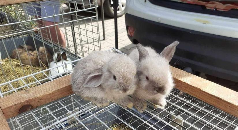 A szombati kisállatvásáron madárfélék nem lesznek, de veteránautók igen