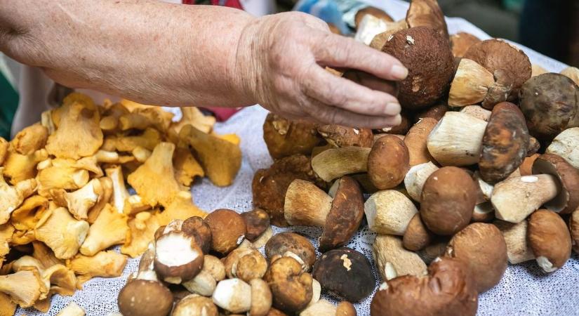 Gombamánia ősszel - ezeket szedhetjük és fogyaszthatjuk - képek, videó