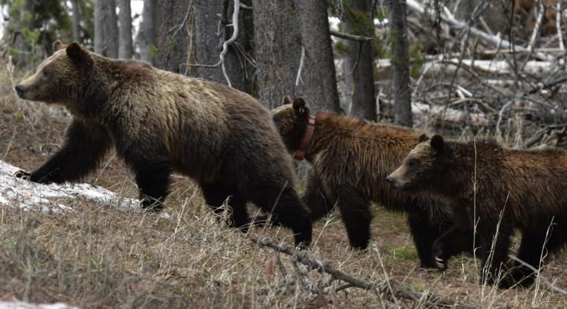 Halálra gázolták a világ leghíresebb grizzly medvéjét