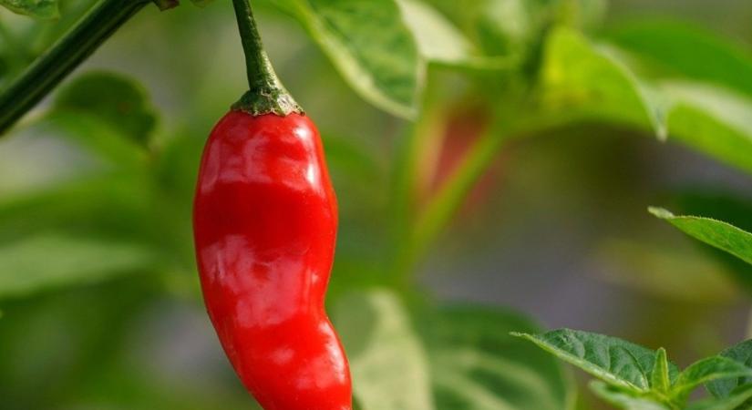 Mit kell tudni a chili paprika aromáról?