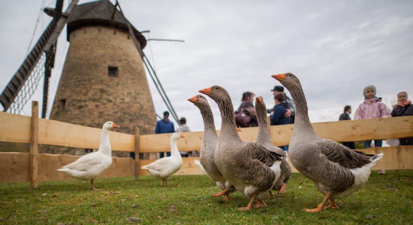 Szent Márton Újborfesztivál és Libator lesz a szentendrei Skanzenben