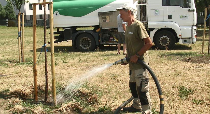 5400 köbméter víz, 32 fő, 13 jármű a hét minden napján: ez a debreceni faöntözés nyári mérlege