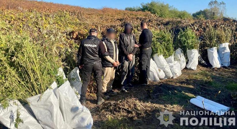 Kárpátalján kenderültetvényt fedeztek fel a rendőrök