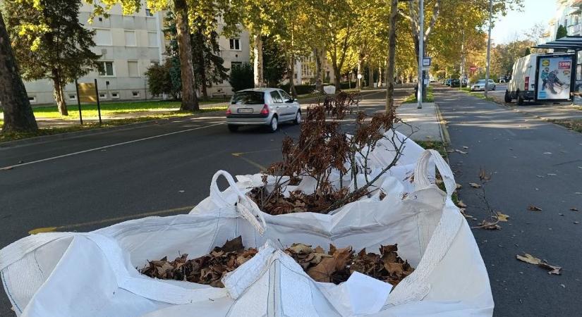 Lombgyűjtés: a leghosszabb és a legmacerásabb a Platán soron