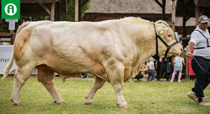 Óriási a kereslet erre a húsmarha-fajtára, ami nem véletlen