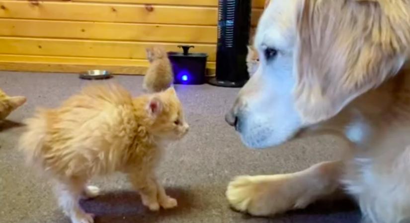 Nyolc kiscicával találkozott a golden retriever: megolvadnak a szívek, ami történt - Videó