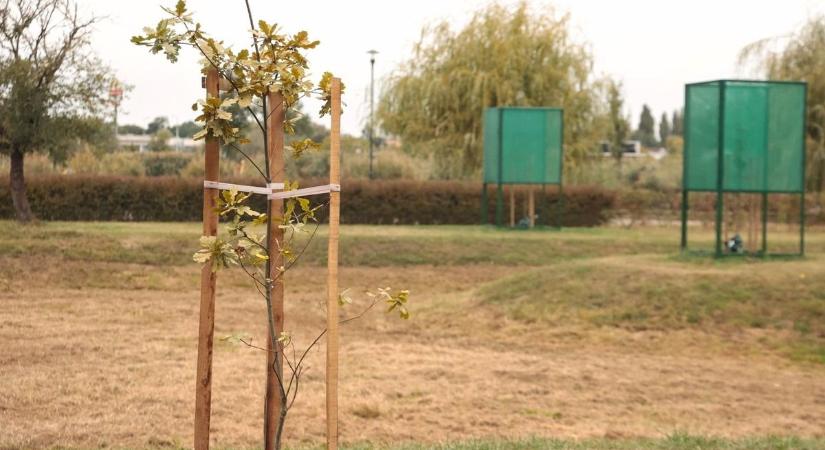 Faültetés a Petőfi parkban