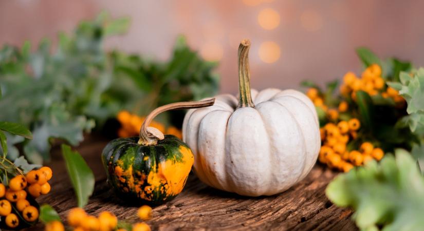 Mérgező dísztökök és ehető rokonaik – rendet rakunk a tök nagy káoszban