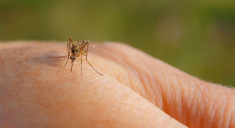 Szúnyogok októberben? Megtudtuk, honnan kerültek elő - nem csak az árvíz a ludas