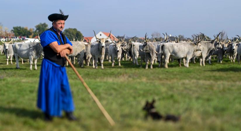 Ilyen volt Szent Dömötör-napján a behajtási ünnep a Hortobágyon