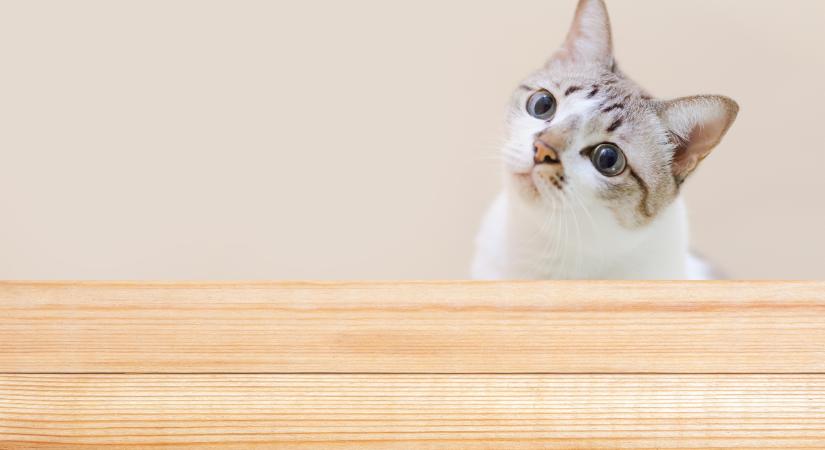 Így dolgozzák fel az emberi szavakat a macskák