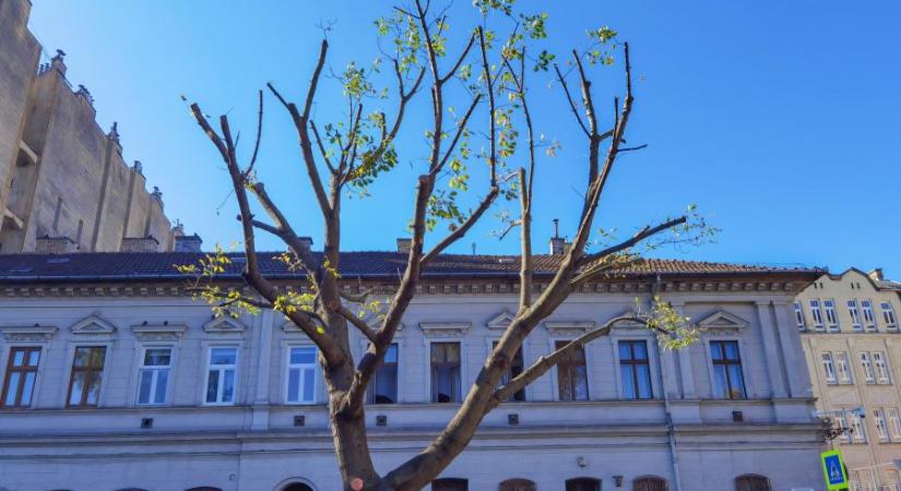 Egészségesnek tűnő fákat csonkítottak meg a VIII. kerületben, a főváros szükséges beavatkozásról beszél