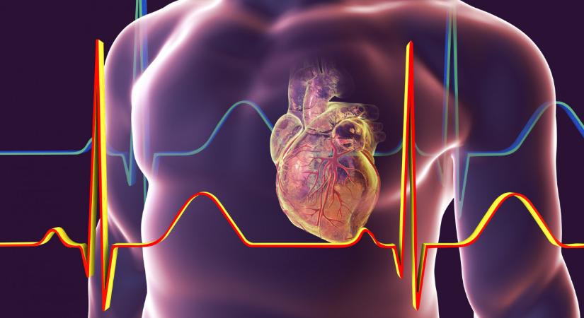 Áttörés a kutatásban: egy órával a szívinfarktus után is lehet még remény