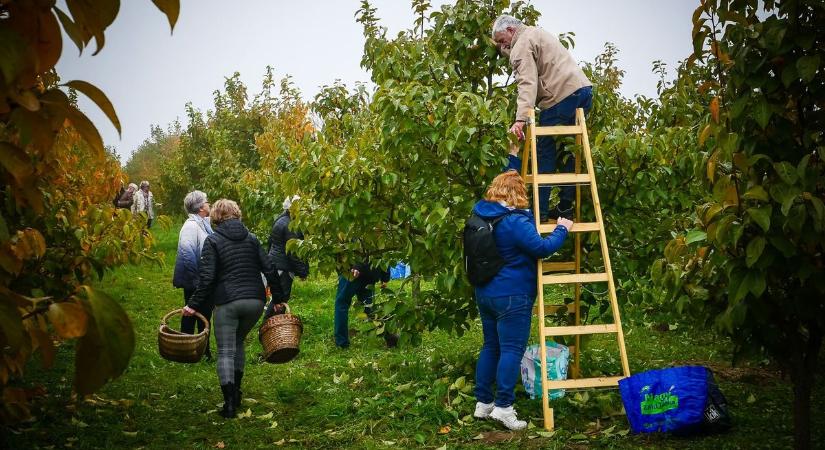 Létrára másztak a datolyaszilváért