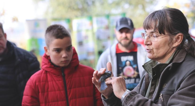 Verőfényes napsütésben gyűrűzték a madarakat a Szelkó-tónál