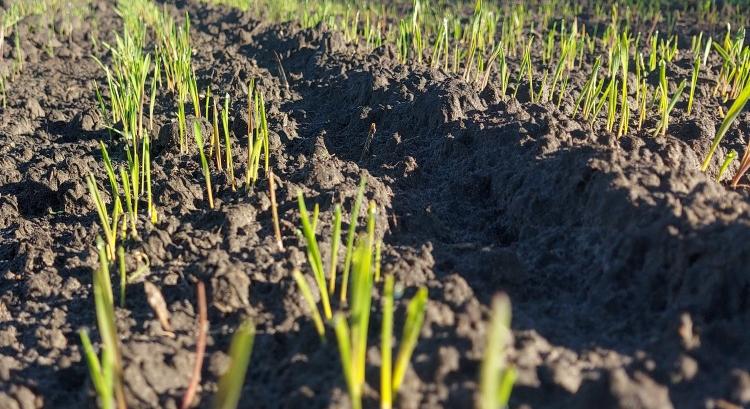 Messze még a vetés vége; egyszerre sorol a búza és az árpa