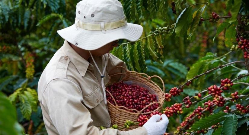 Most kell bevásárolni kávéból, Brazília után Vietnámban is veszélybe került a termés