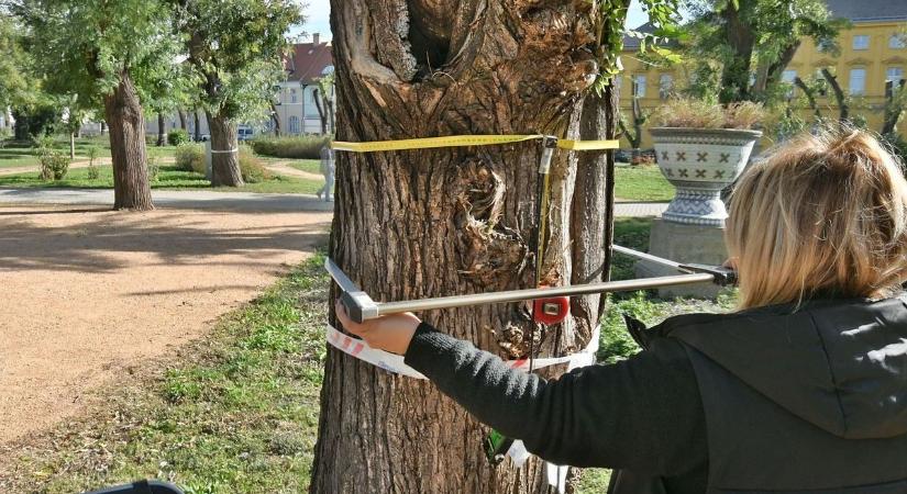 Akusztikus tomográffal vizsgálták meg a Zichy liget idős japánakácait